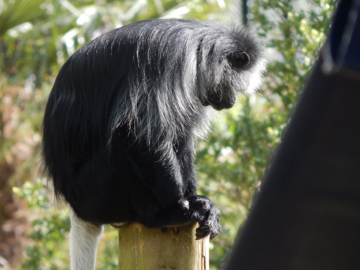King colobus 170524