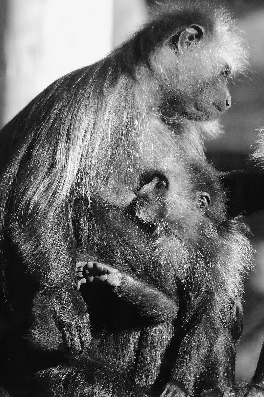 King Colobus and baby