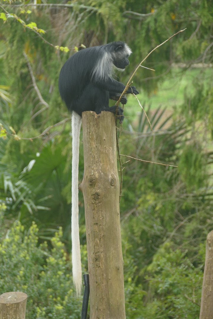 King colobus, April 2019