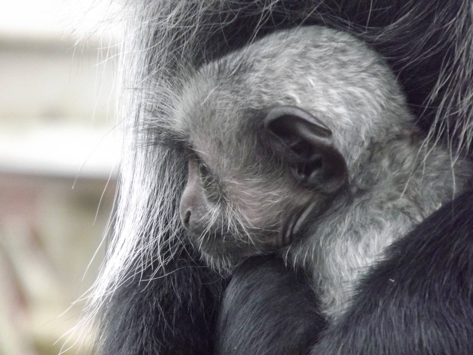King Colobus at Blackpool Zoo 11/03/12