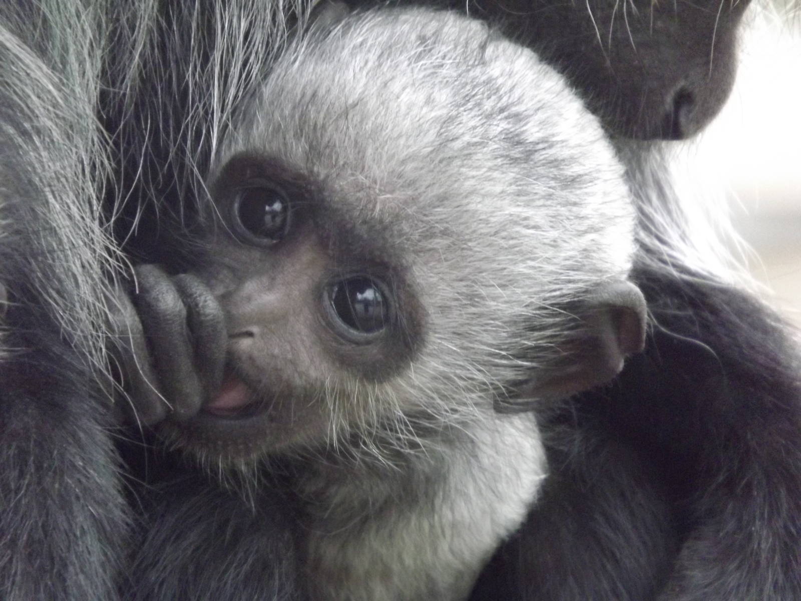King Colobus at Blackpool Zoo 11/03/12