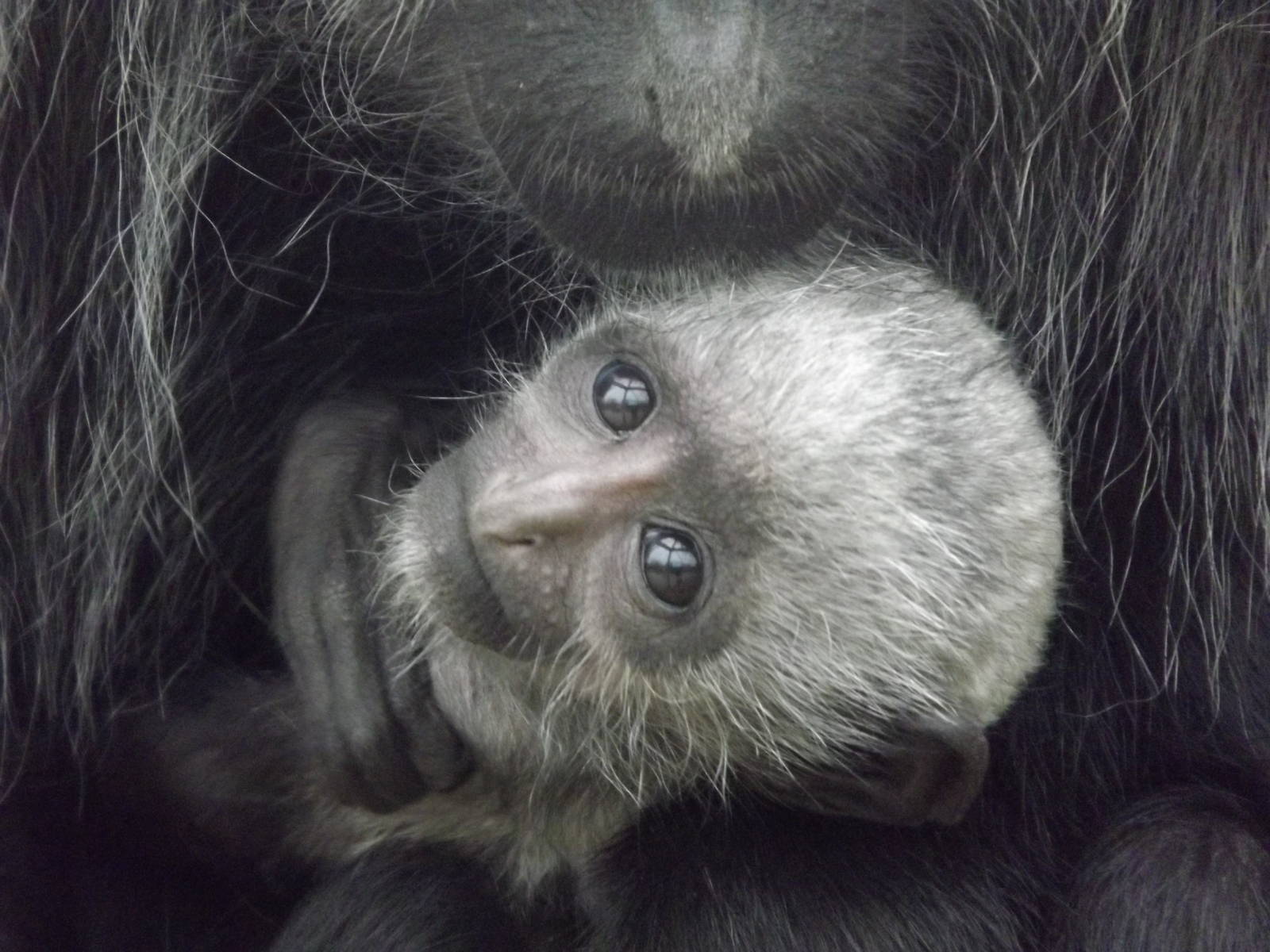 King Colobus at Blackpool Zoo 11/03/12