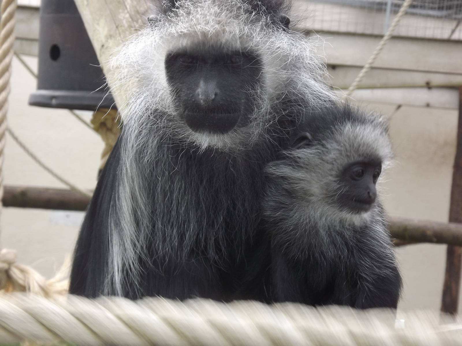 King Colobus' at Blackpool Zoo 21/04/12