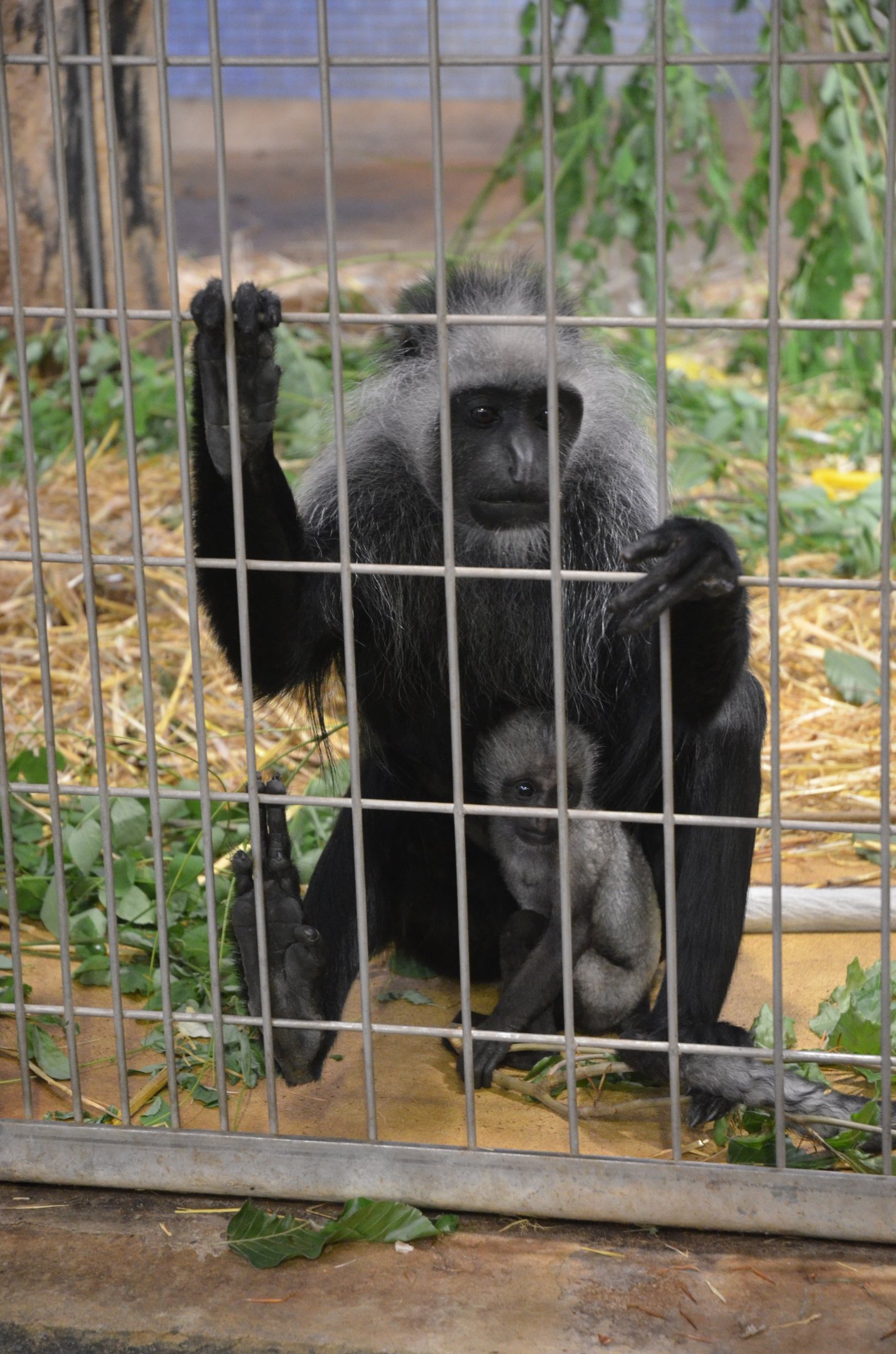 King Colobus at Duisburg, 17/06/19