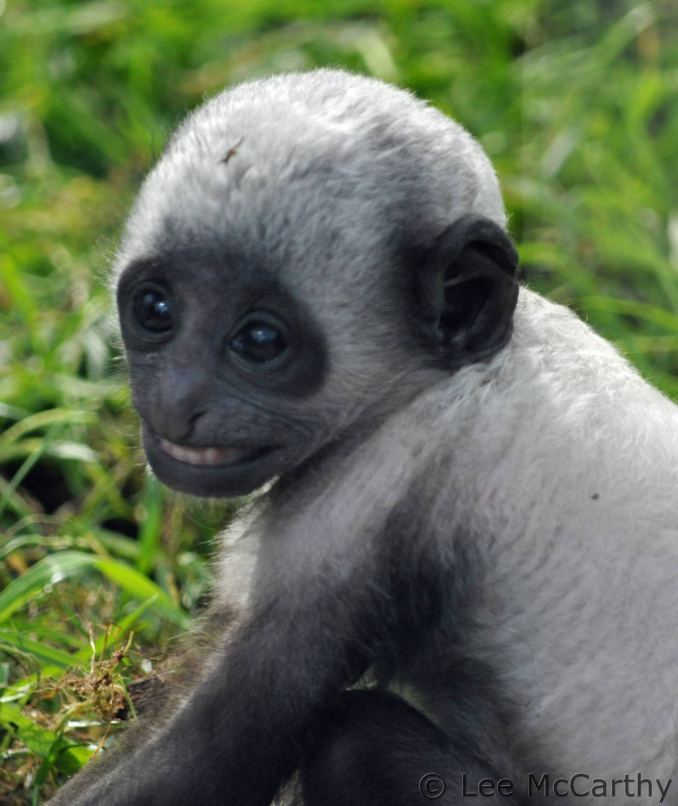 King Colobus baby