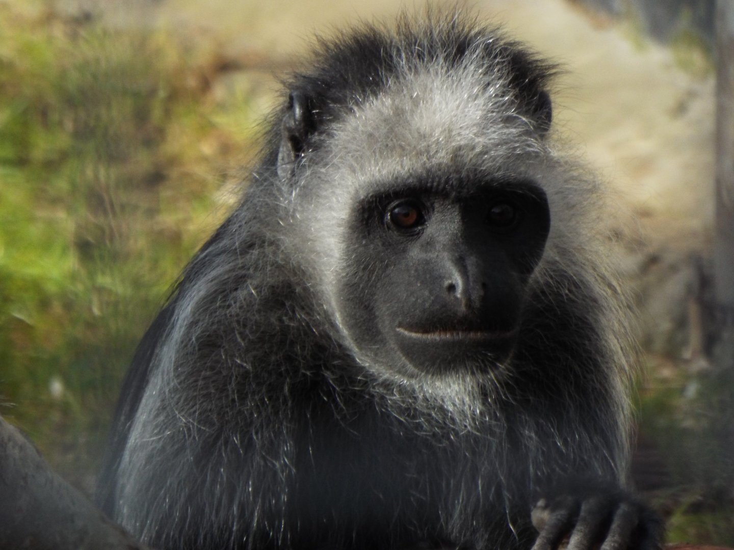 King Colobus, Banham Zoo