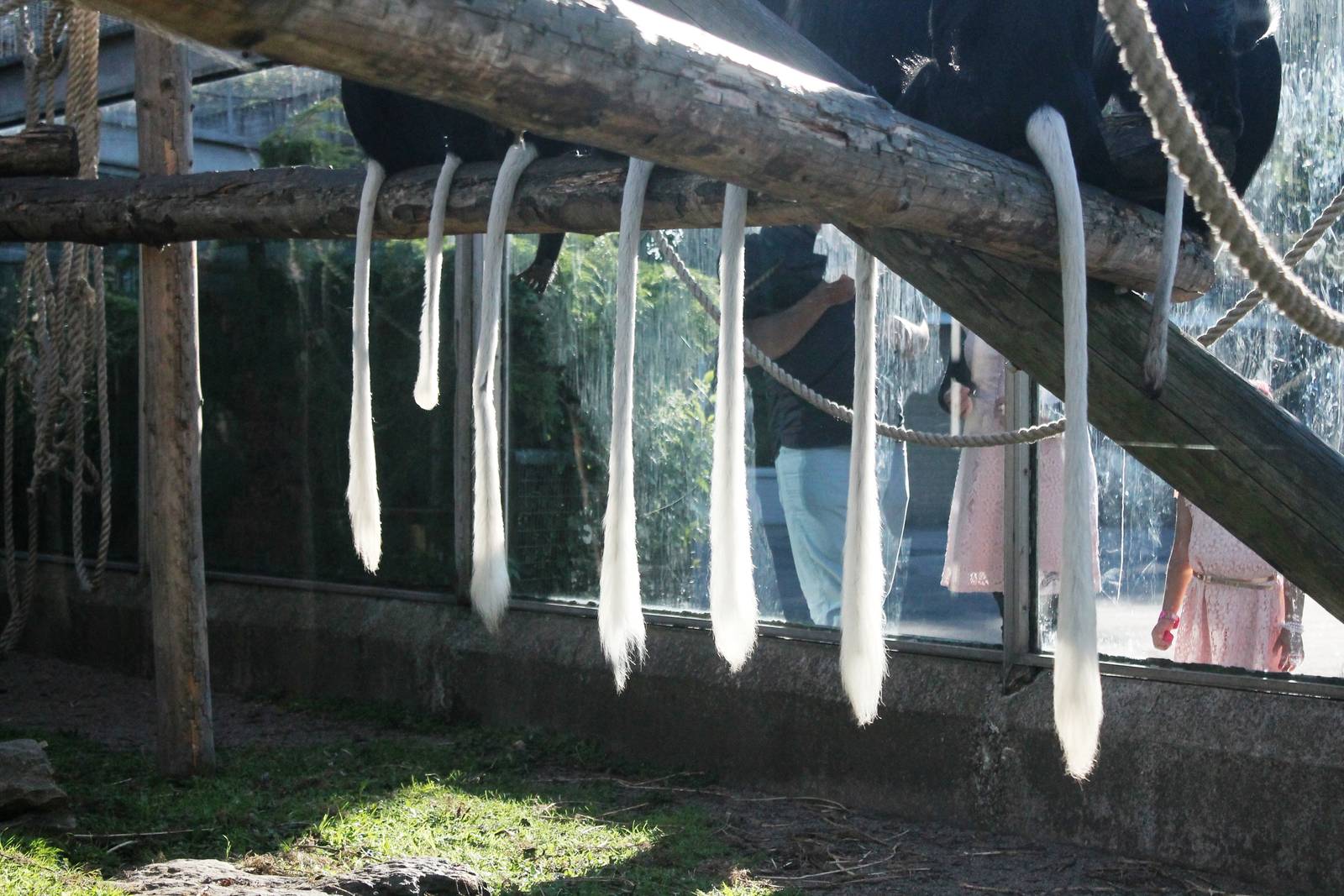 King Colobus Blackpool Zoo 7 September 2014