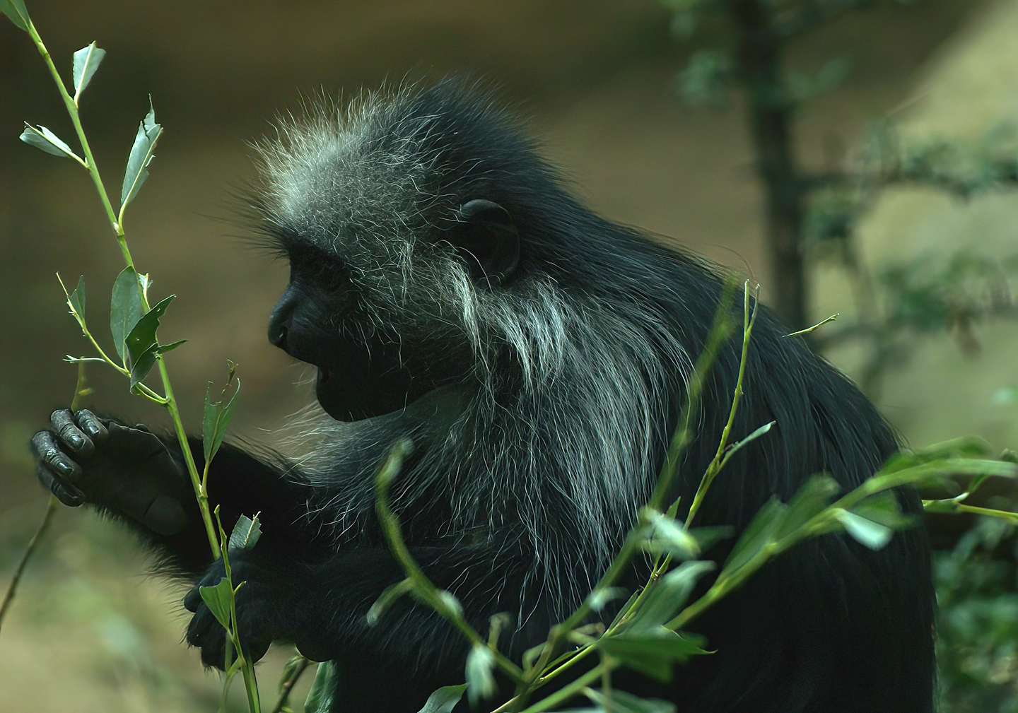 King Colobus (Colobus polykomos), 2008-08-06