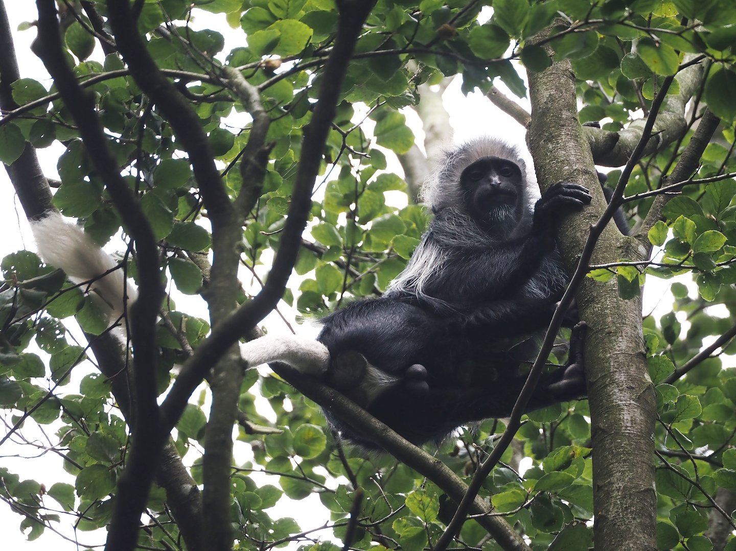 King Colobus (Colobus polykomos), 2024-08-18