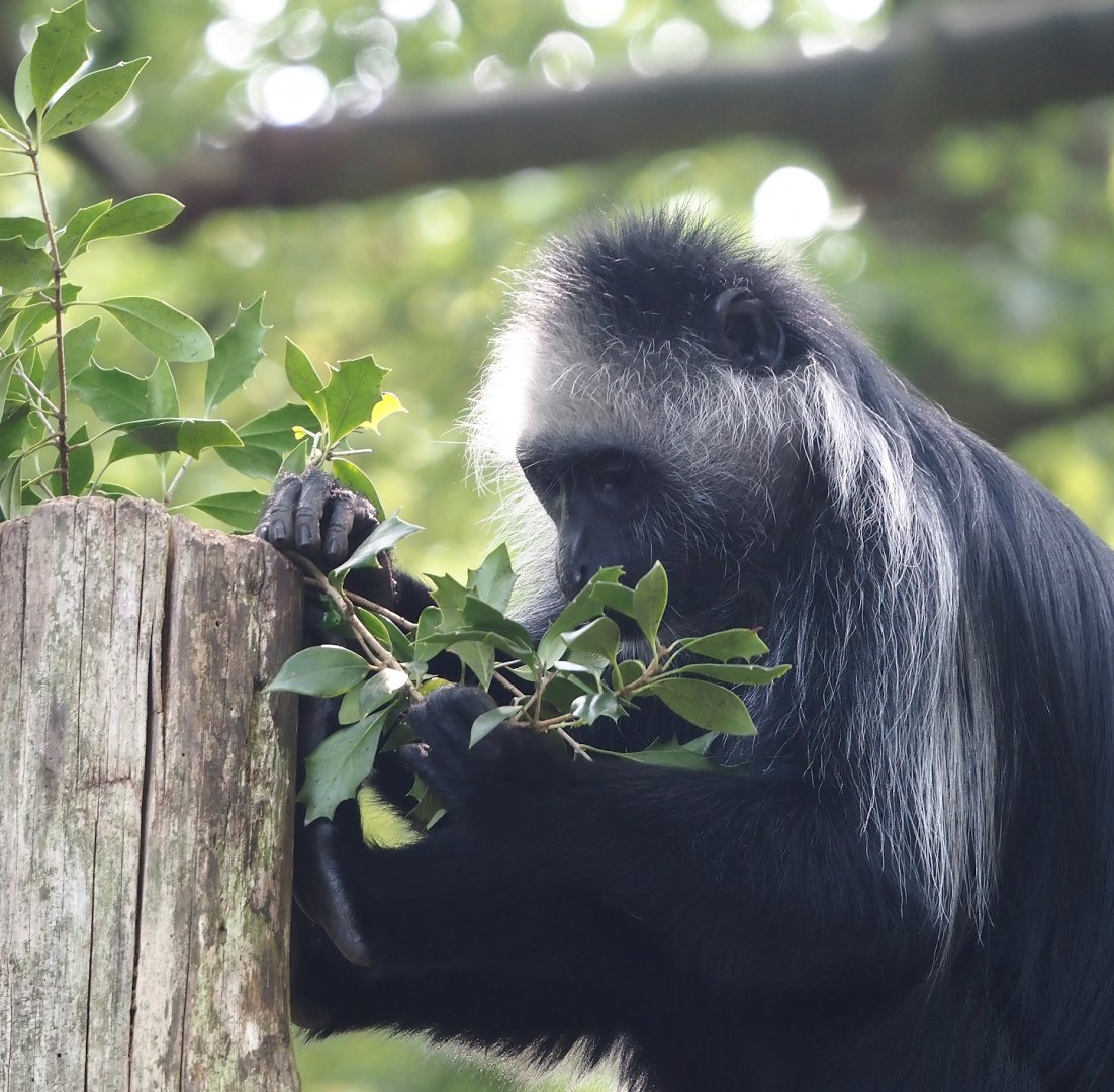 King Colobus (Colobus polykomos), 2024-08-18