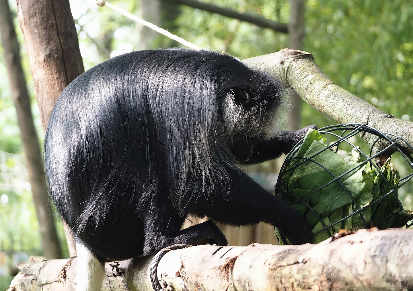 King Colobus (Colobus polykomos), 2024-08-18