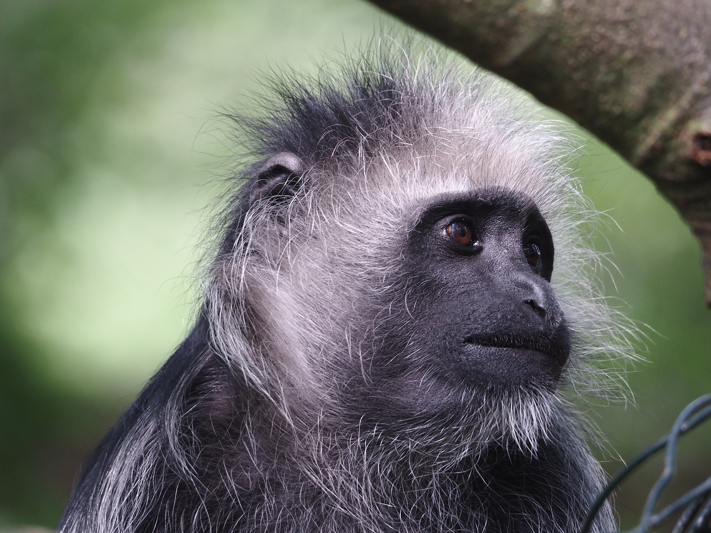 King Colobus (Colobus polykomos), 2024-08-18