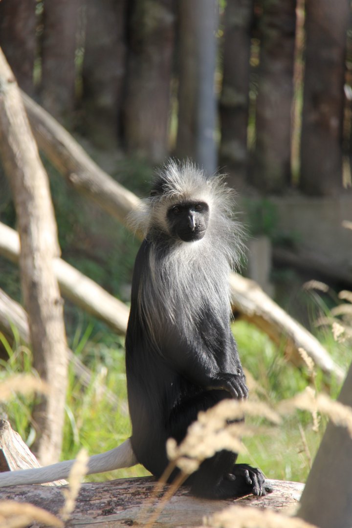 king colobus (Colobus polykomos)