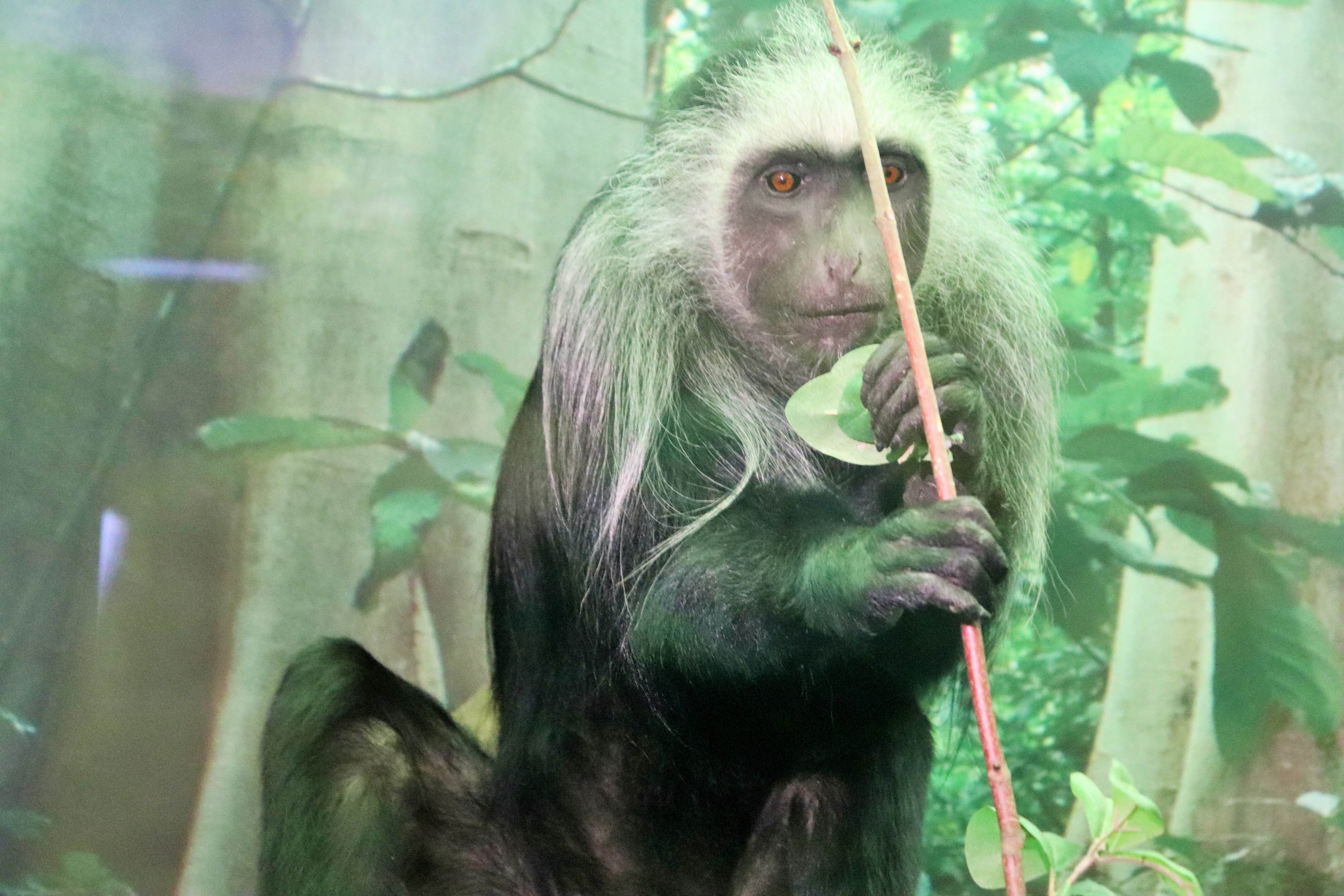 King Colobus (Colobus polykomos)
