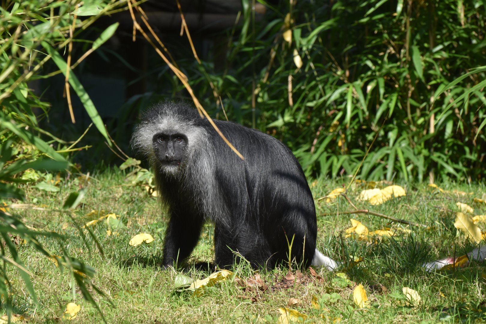 King Colobus (Colobus polykomos)