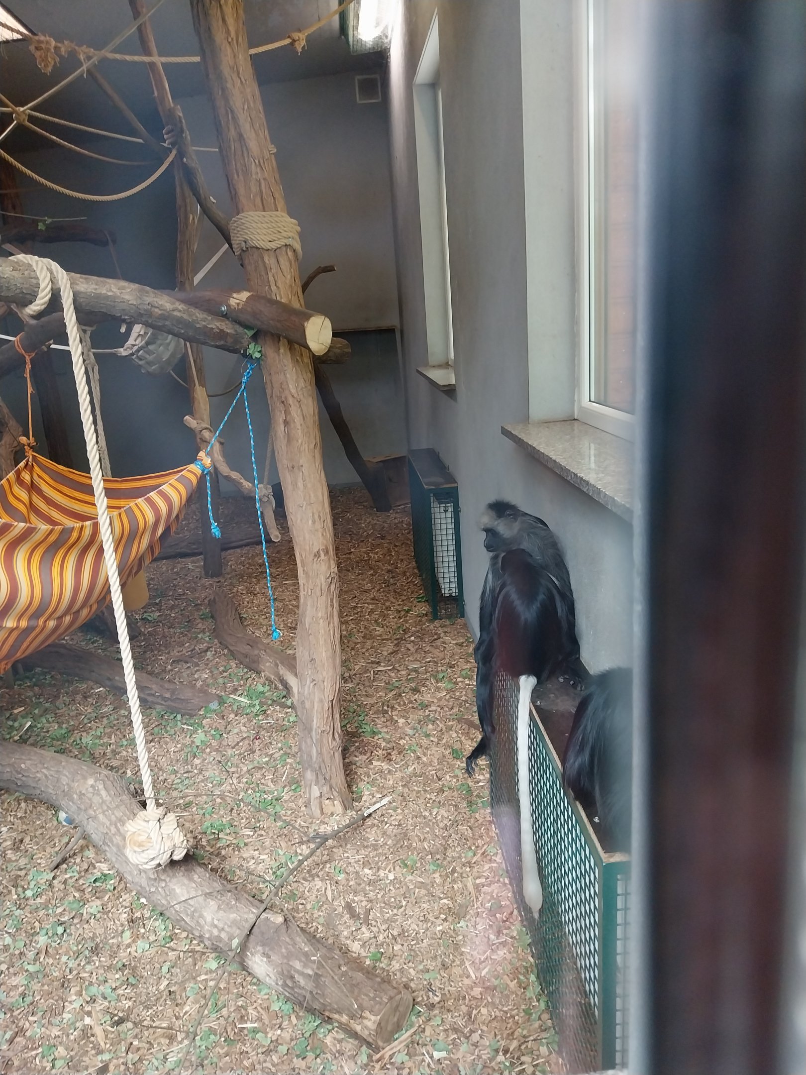 King Colobus (Colobus polykomos)