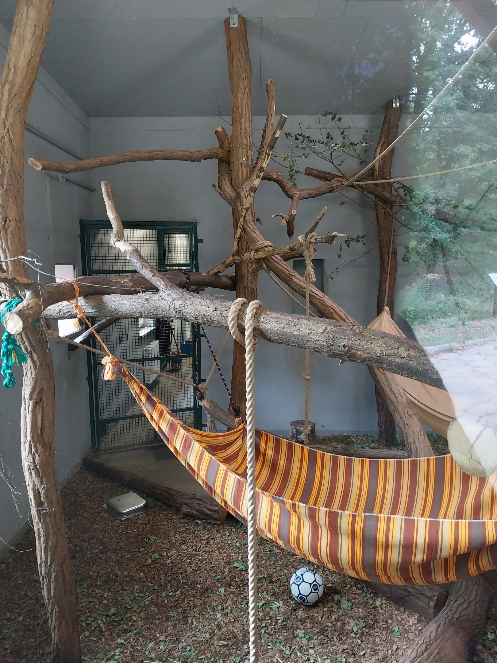 King Colobus (Colobus polykomos)