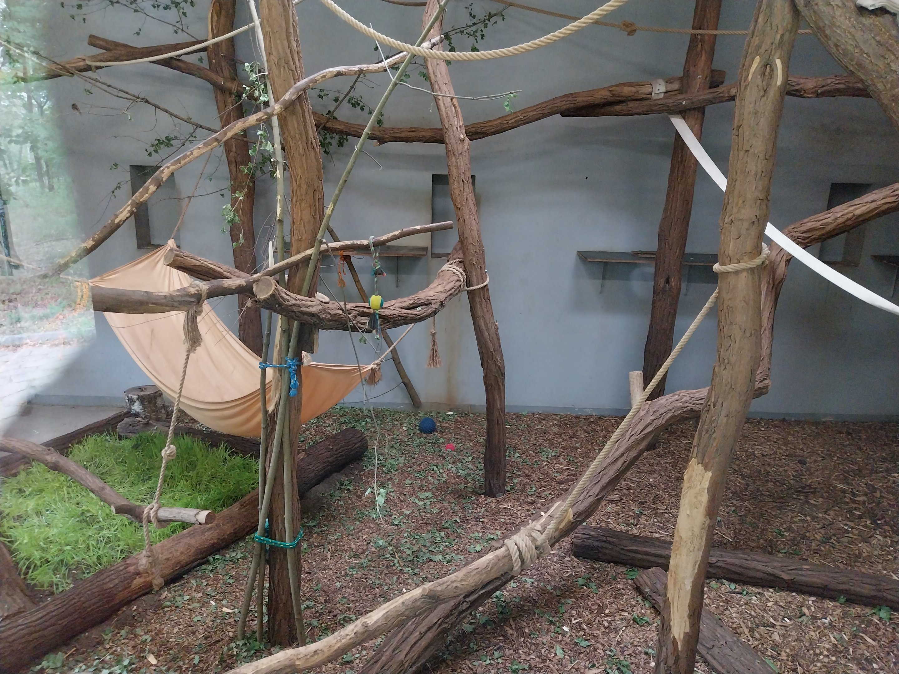 King Colobus (Colobus polykomos)