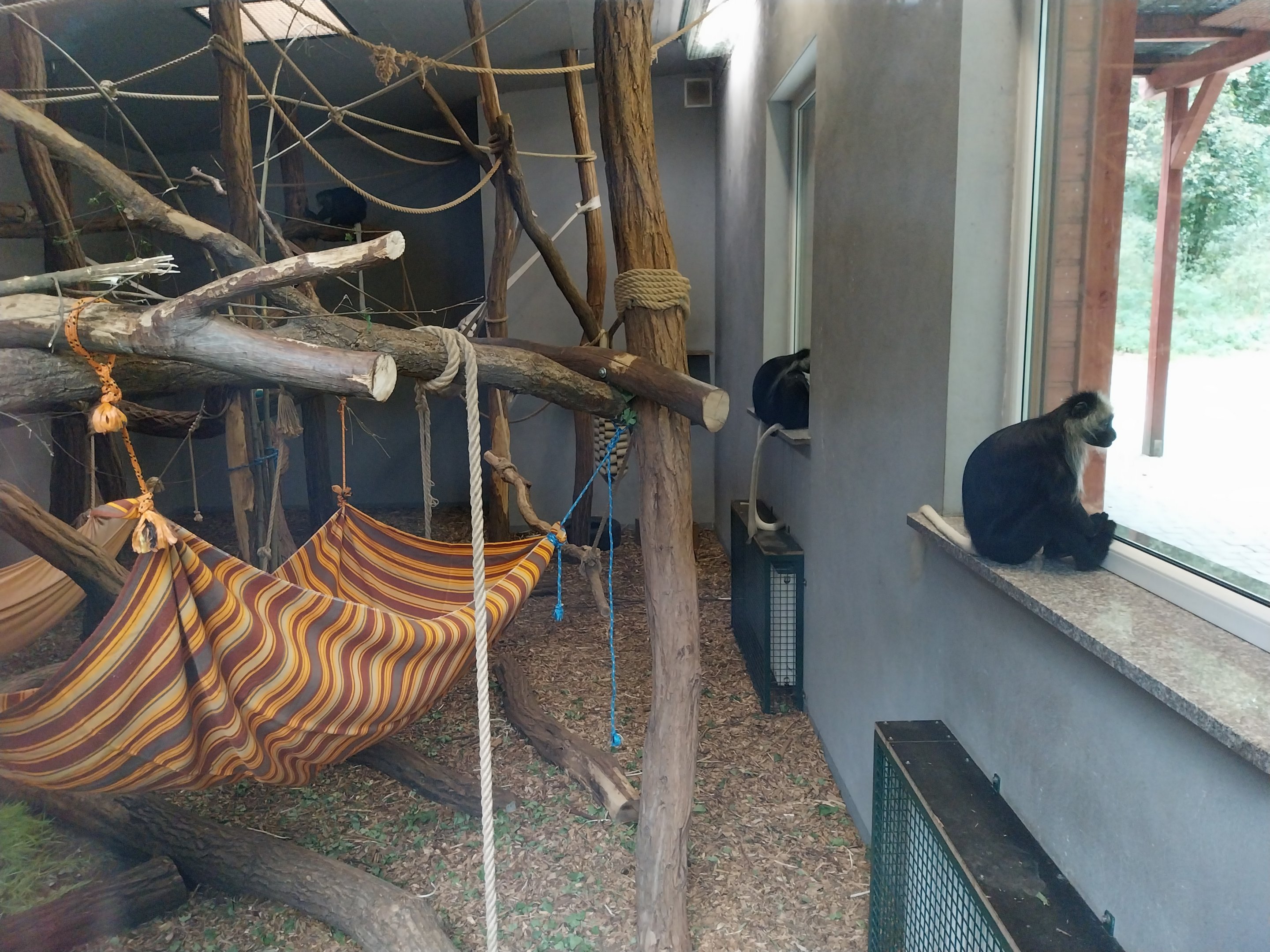 King Colobus (Colobus polykomos)