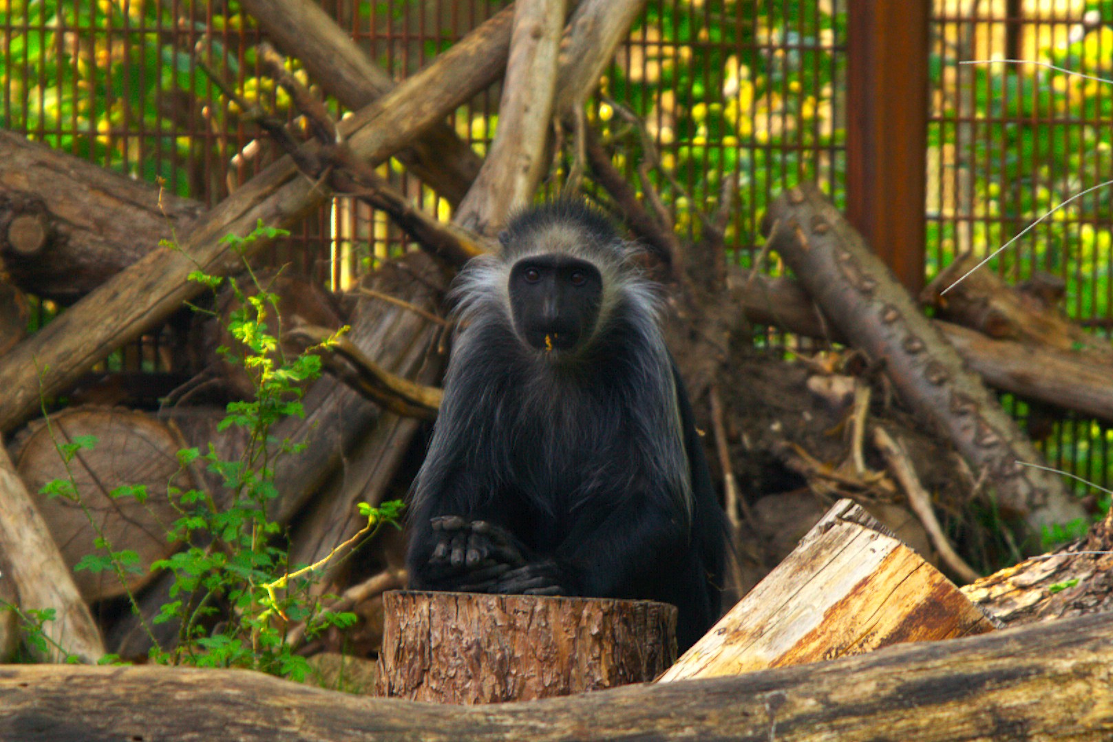 King Colobus (Colobus polykomos)