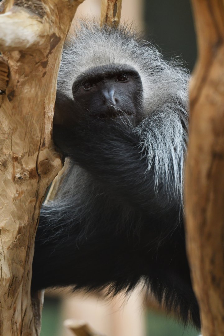 King colobus (Colobus polykomos)