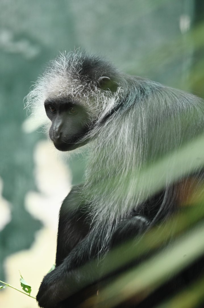 King colobus (Colobus polykomos)
