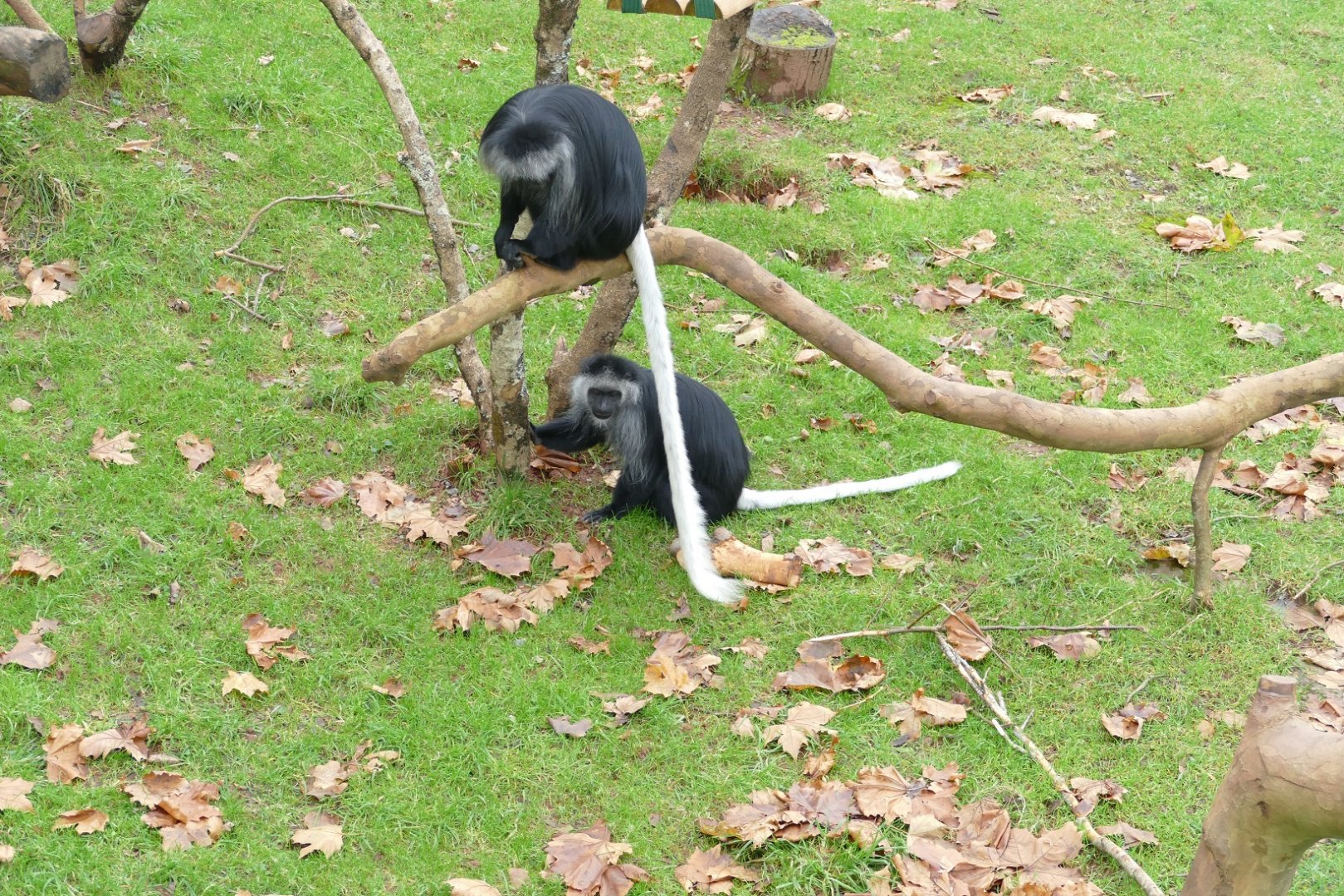 King colobus, December 2020