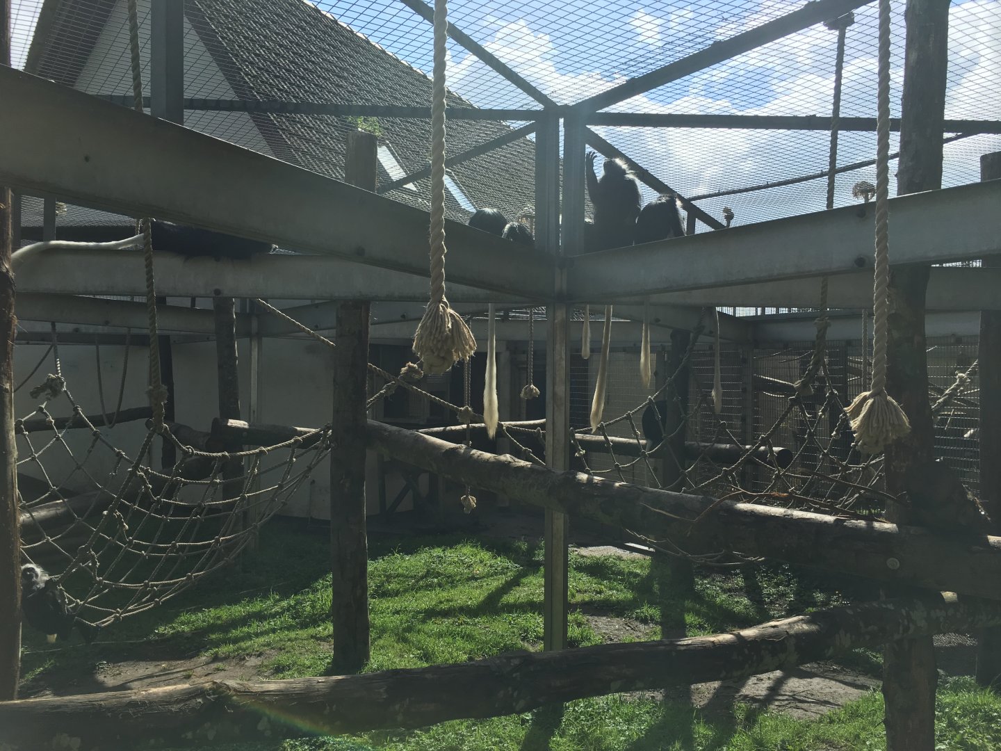 King colobus enclosure 040817
