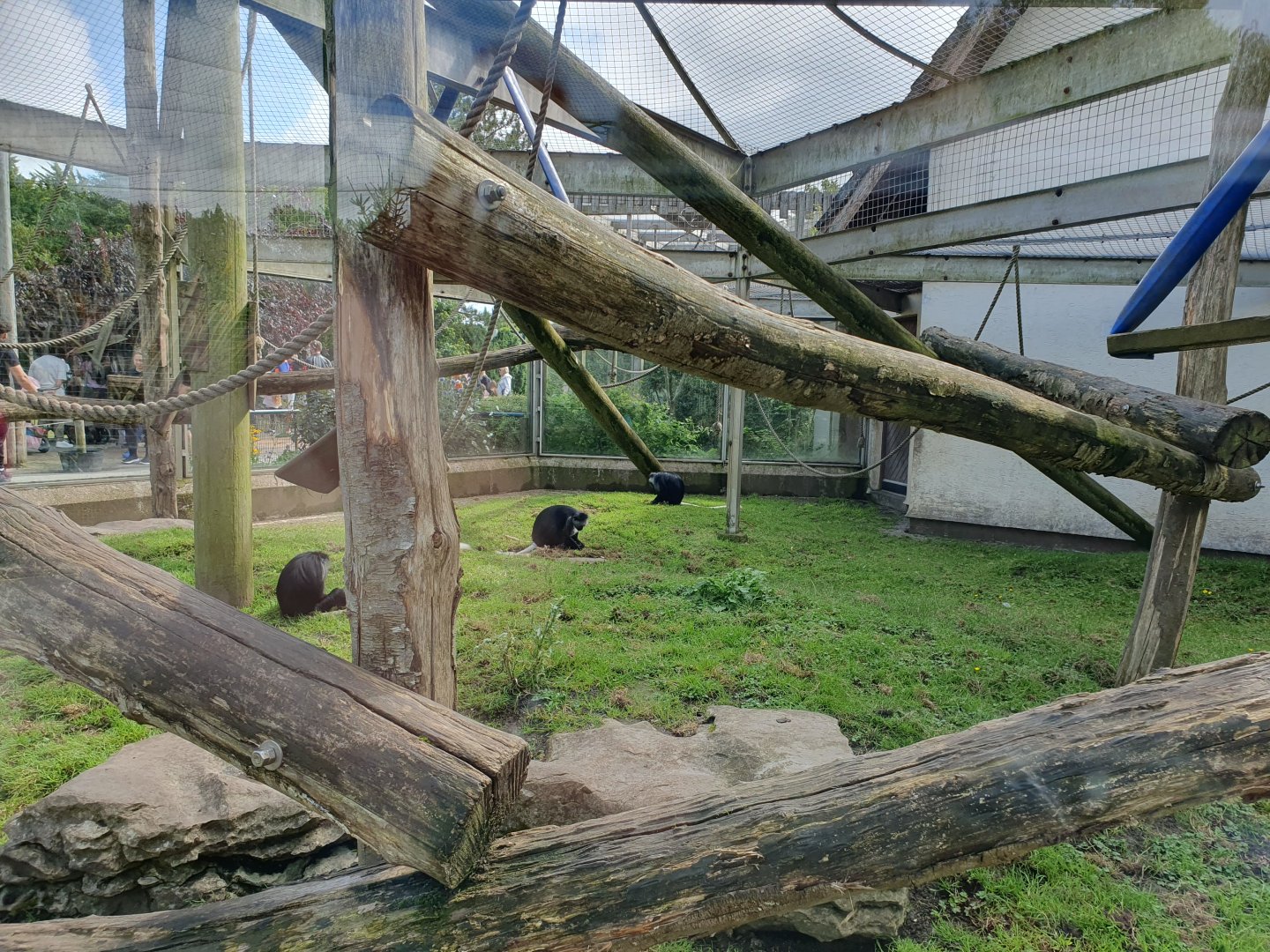King Colobus enclosure 25/8/23