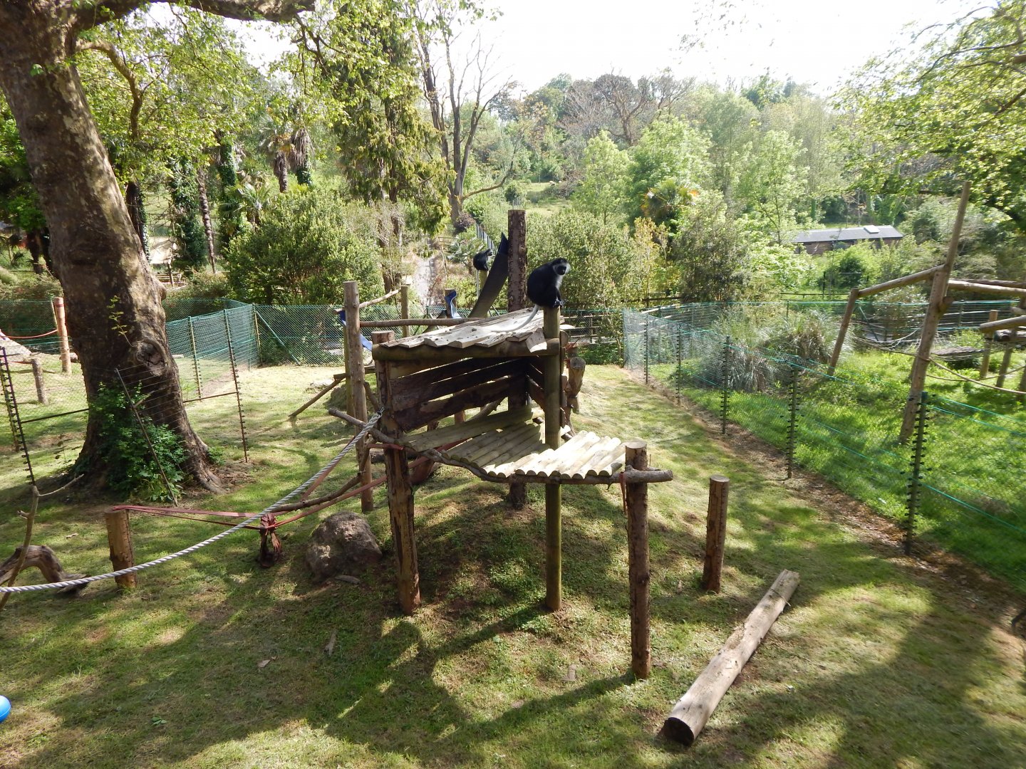 King colobus exhibit 170524