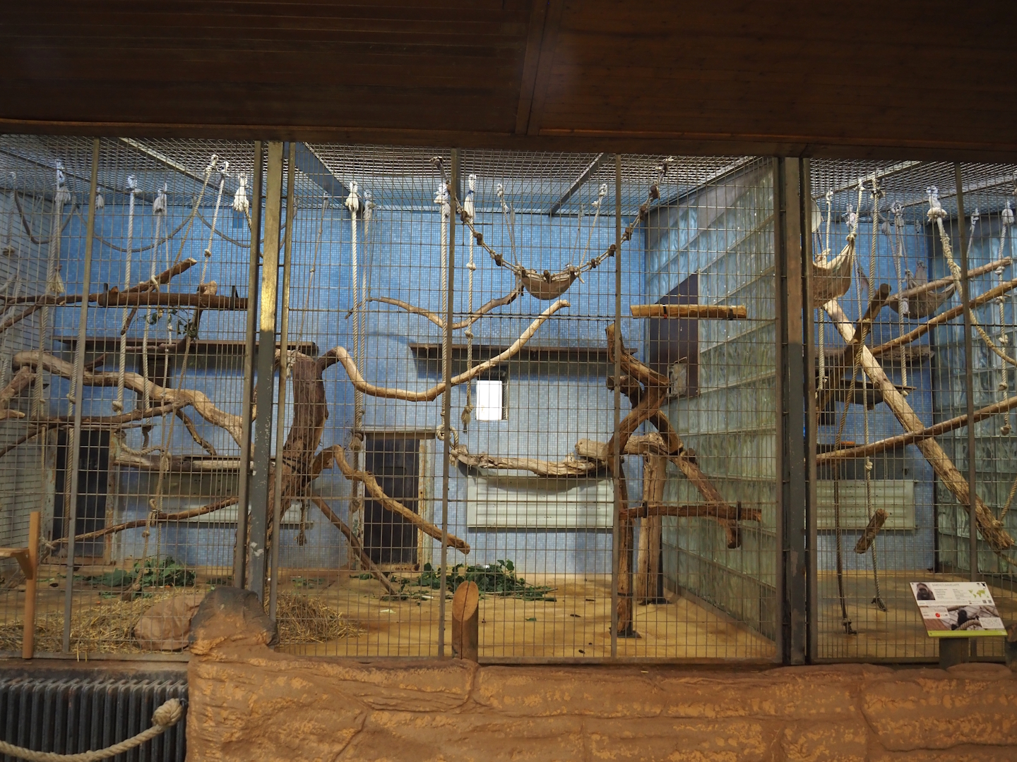 King colobus exhibits, 2024-06-08