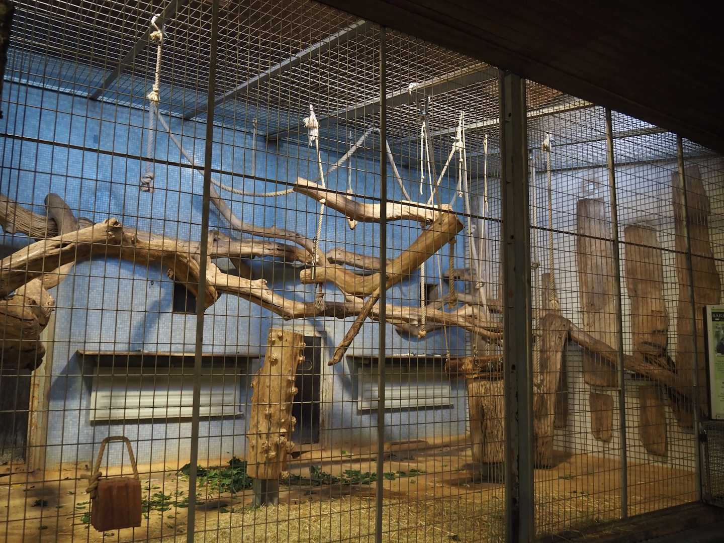 King colobus exhibits, 2024-06-08