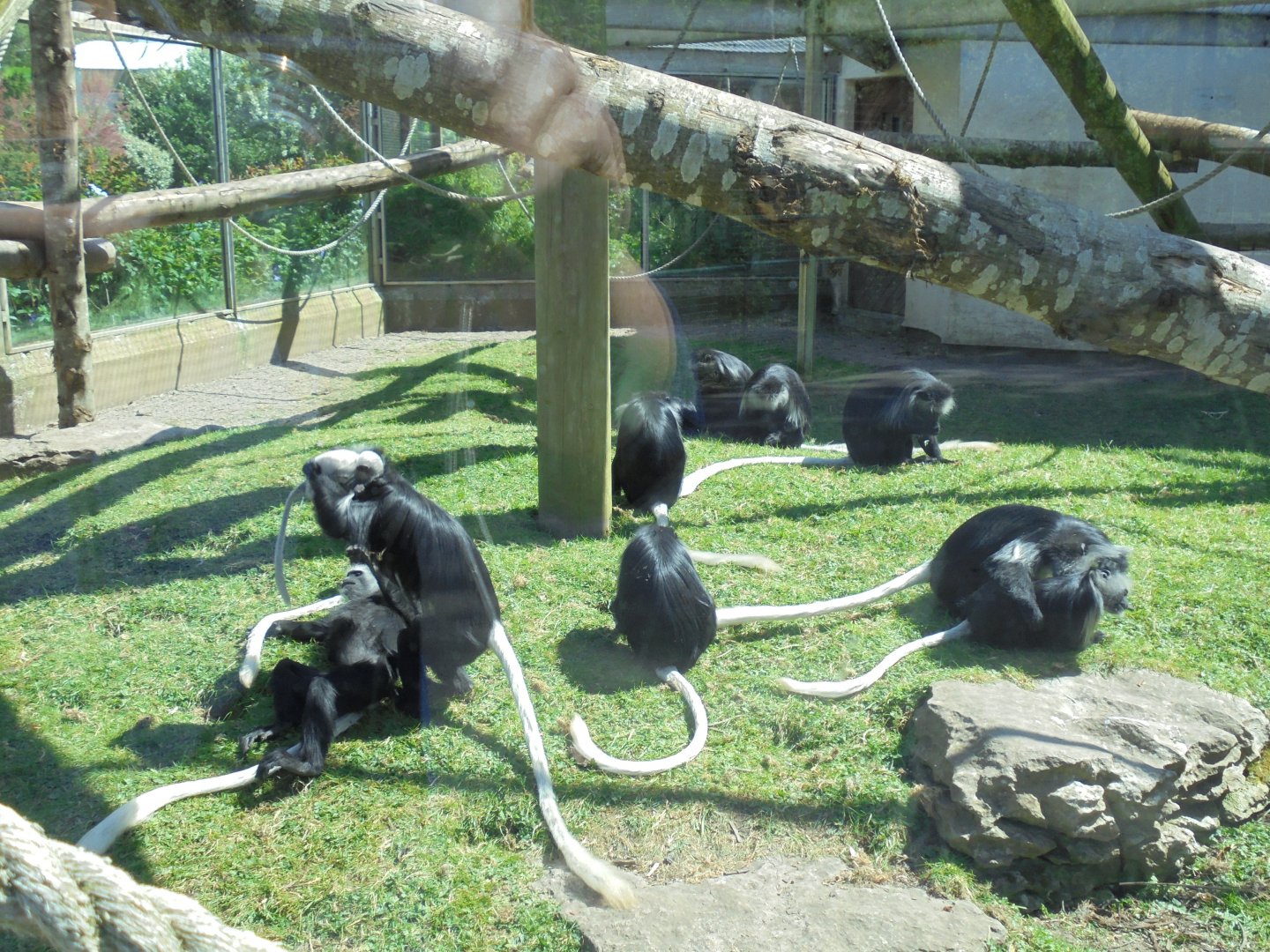 King Colobus group.
