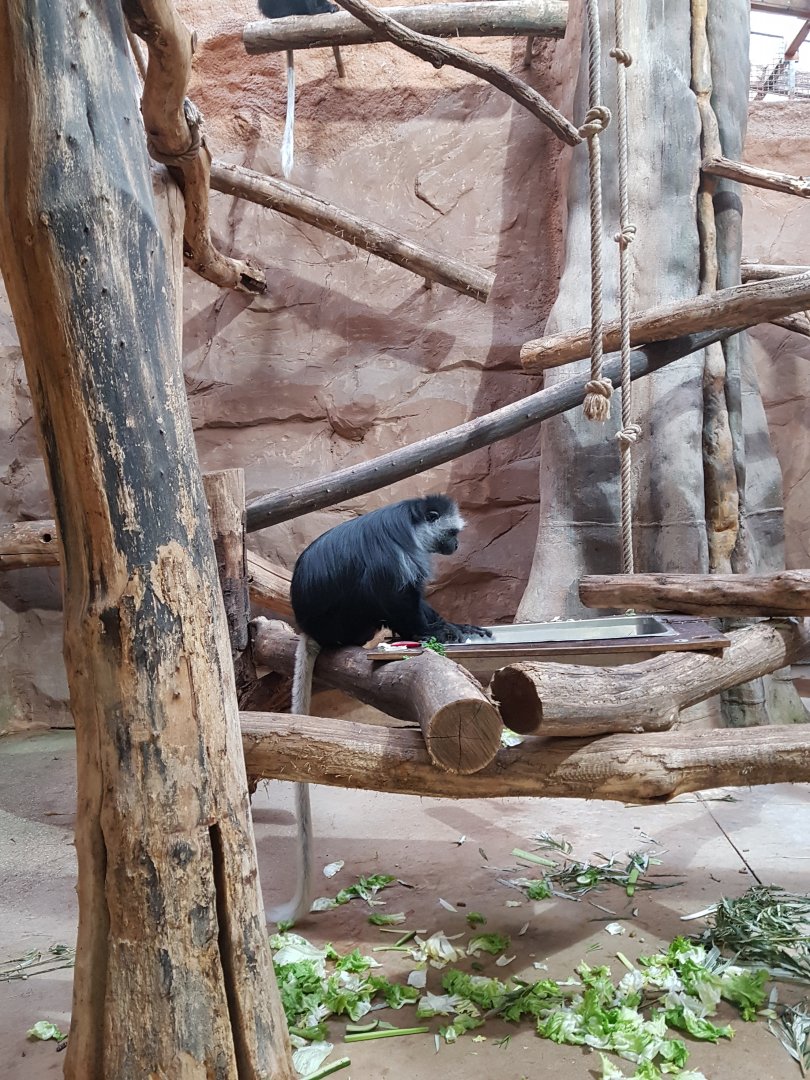 King colobus indoor accommodation