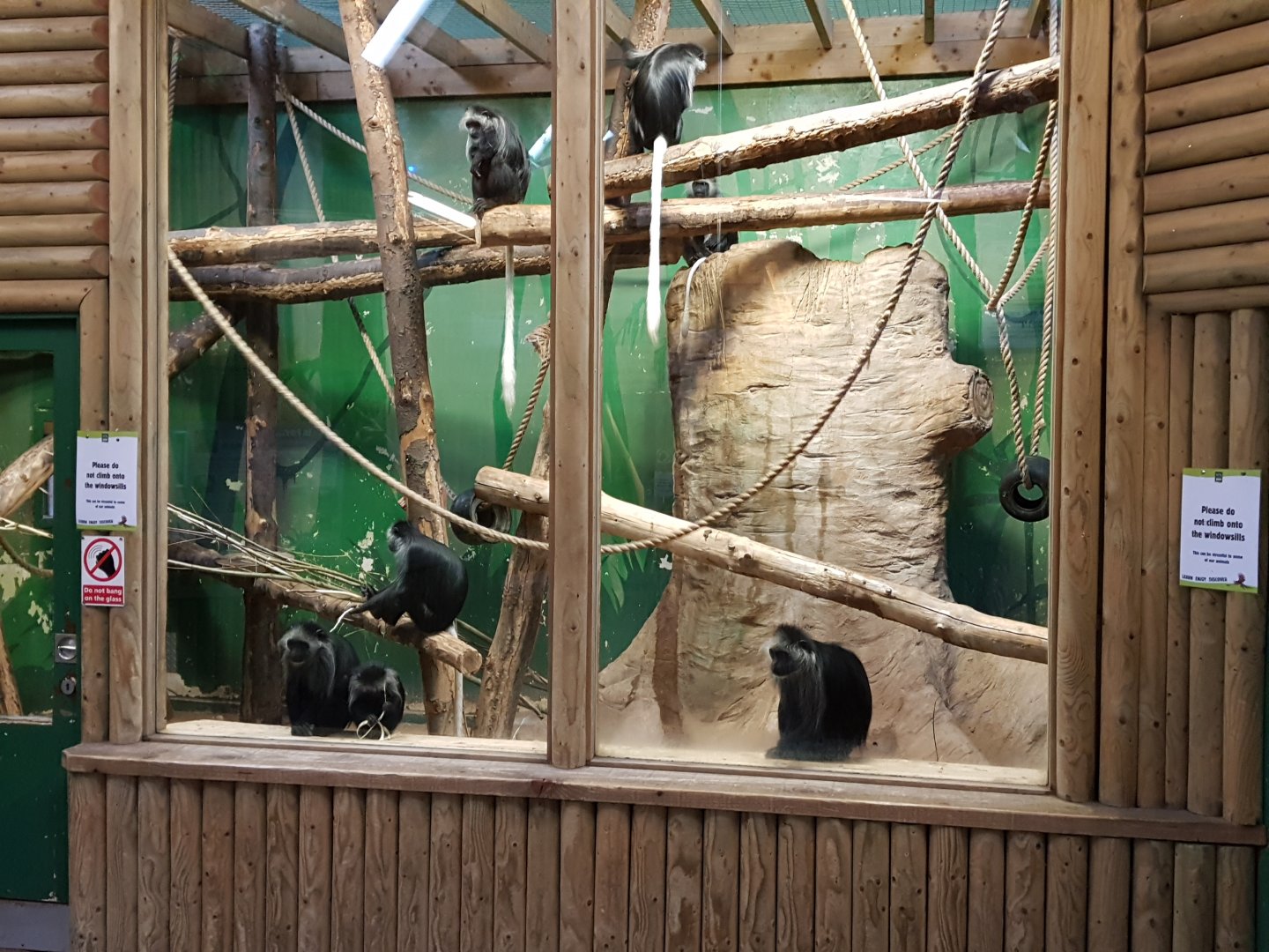 King Colobus indoor area