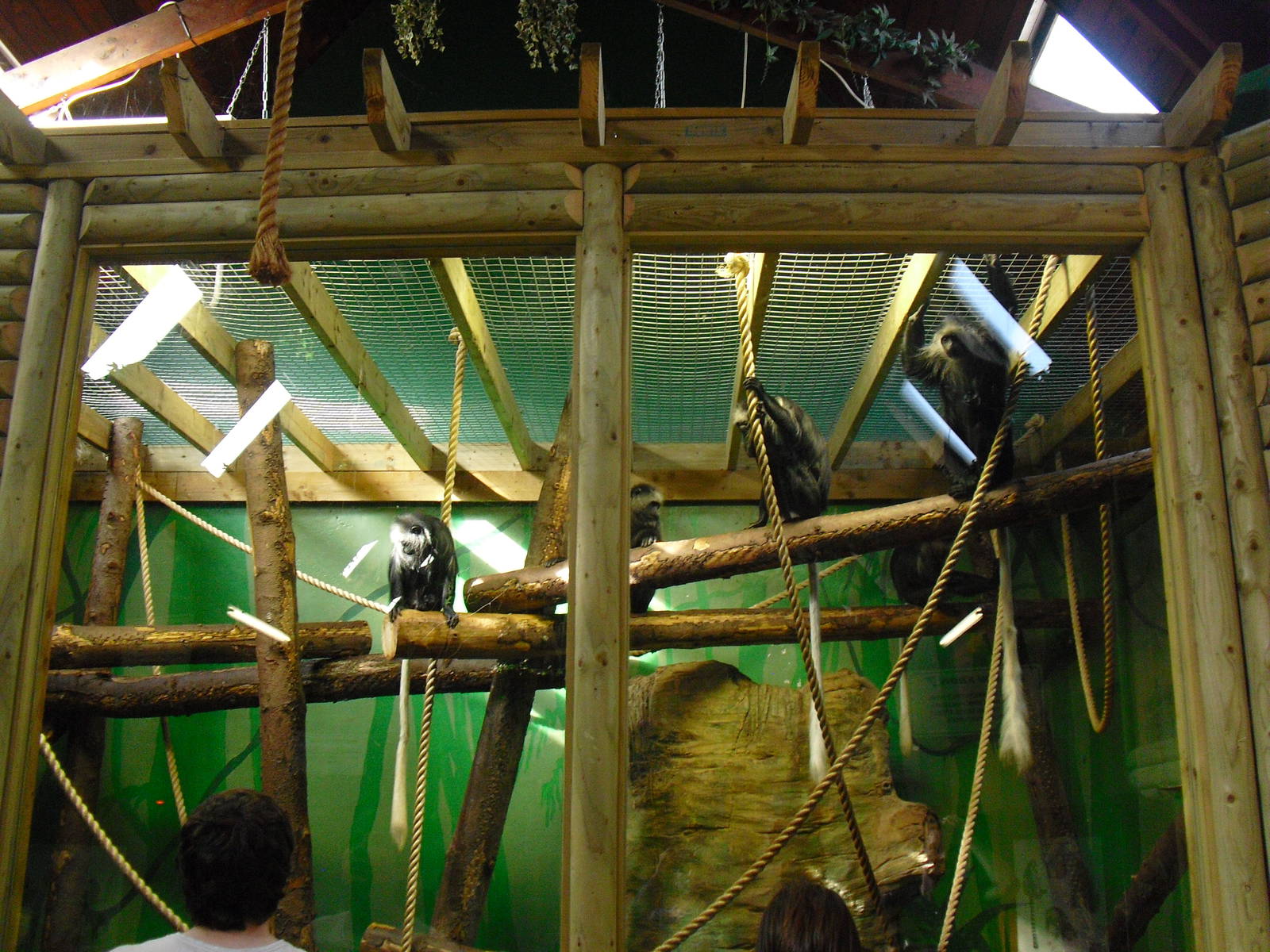 King Colobus Indoor Enclosure - 01/10/2011