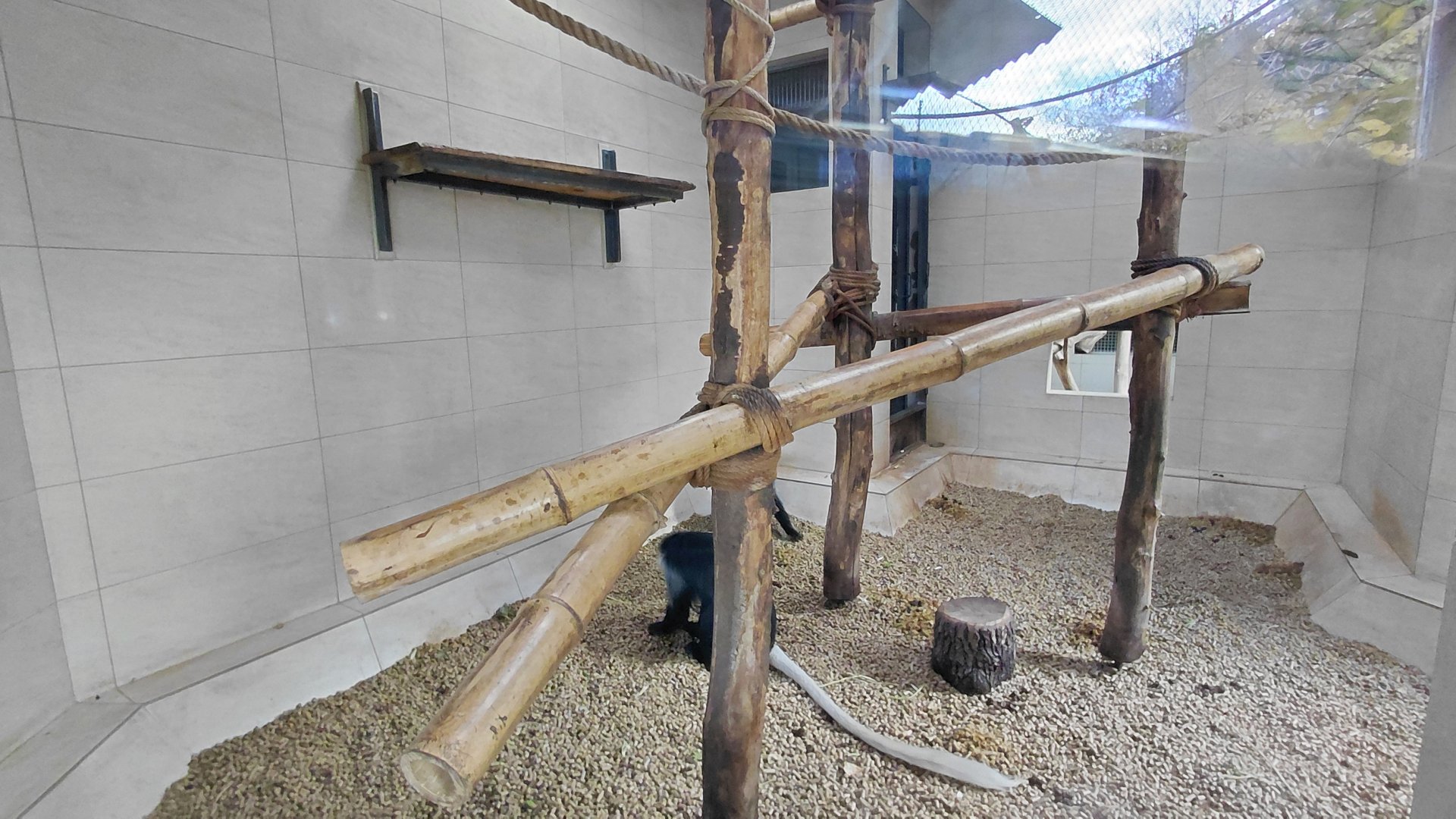 King colobus indoor exhibit