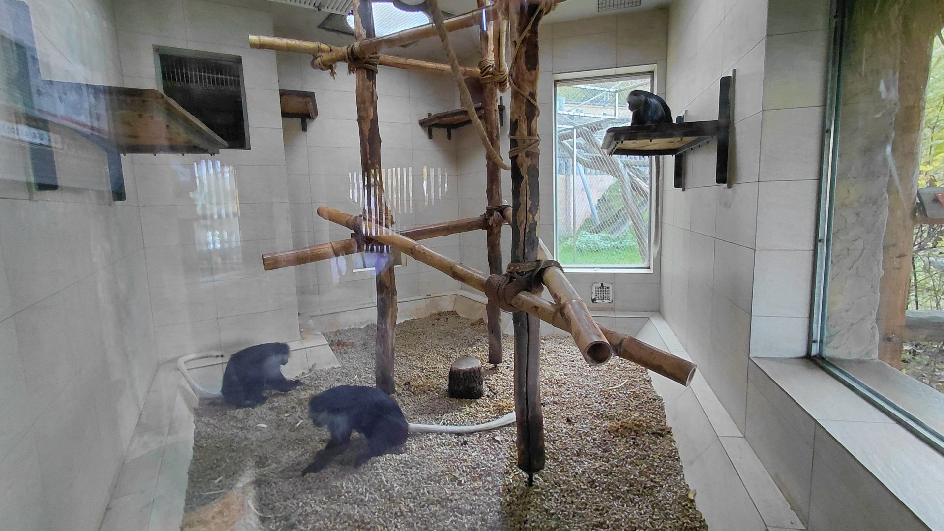 King colobus indoor exhibit