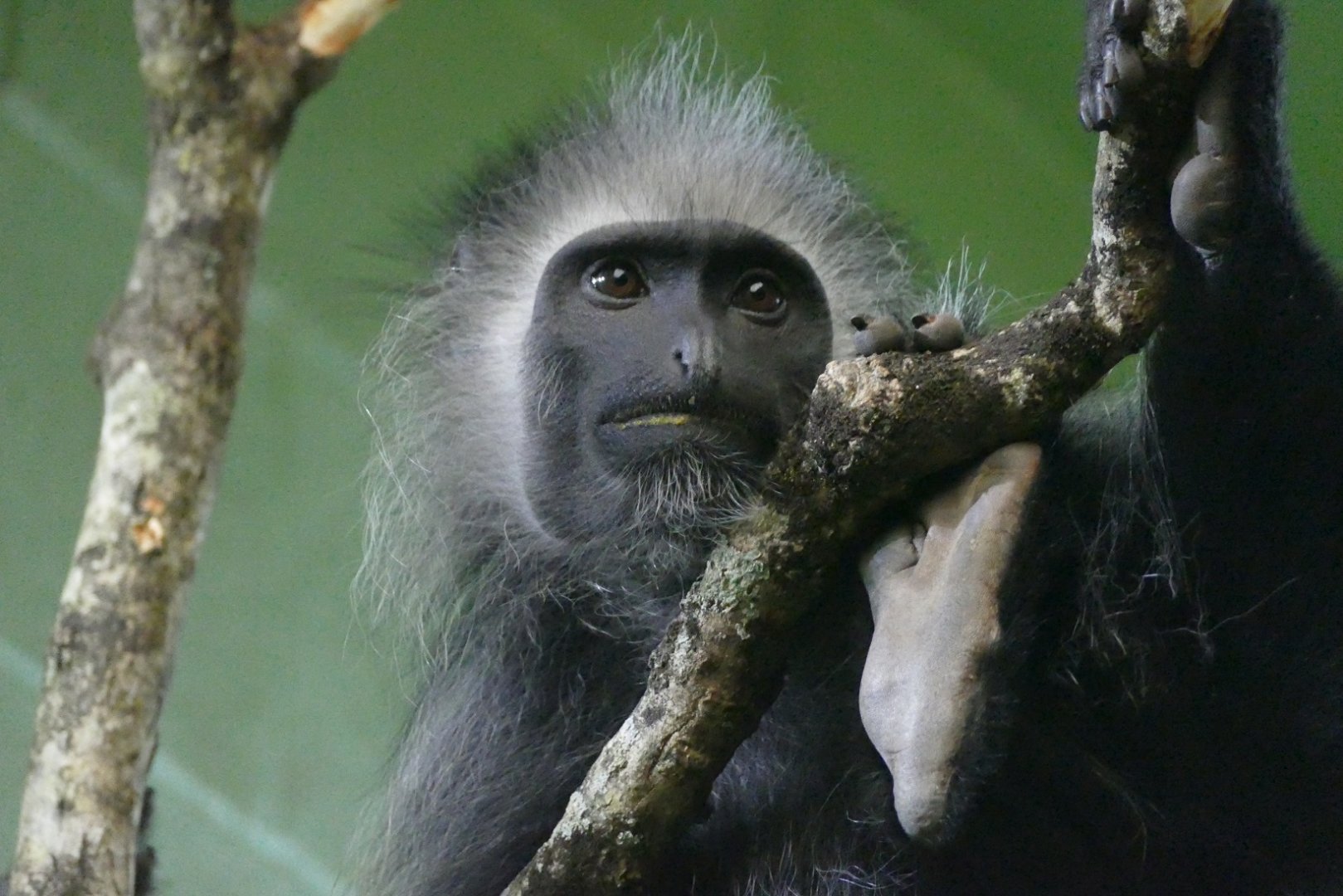 King colobus, January 2021