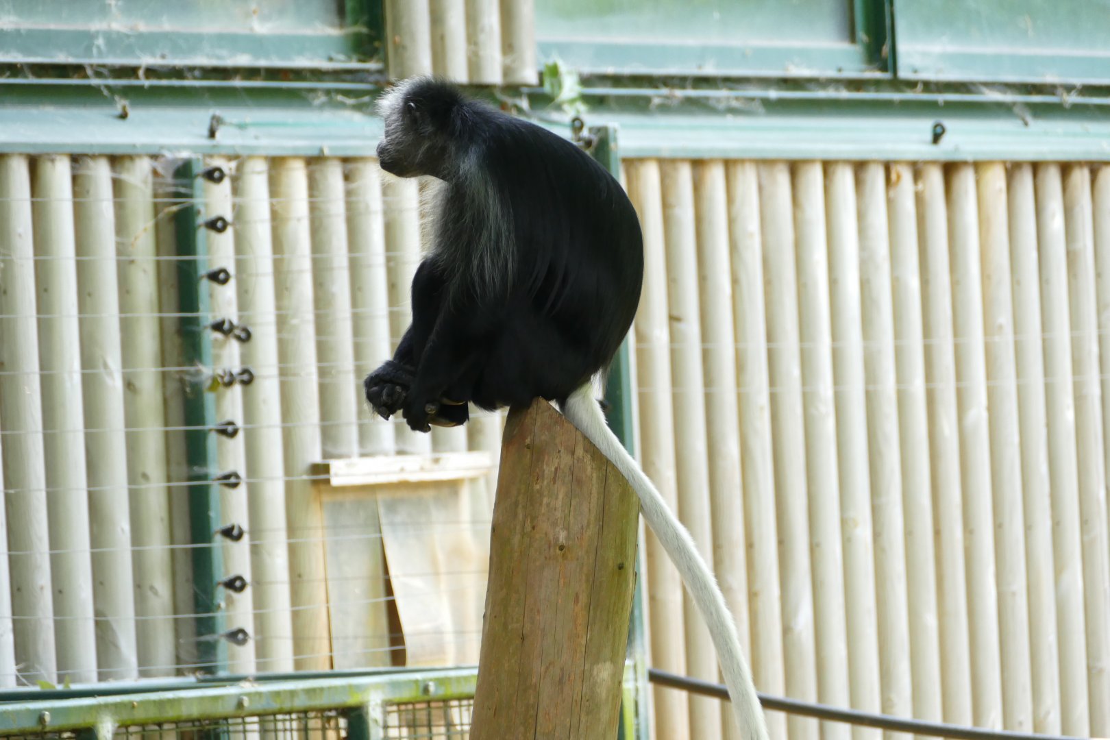 King colobus , July 2018