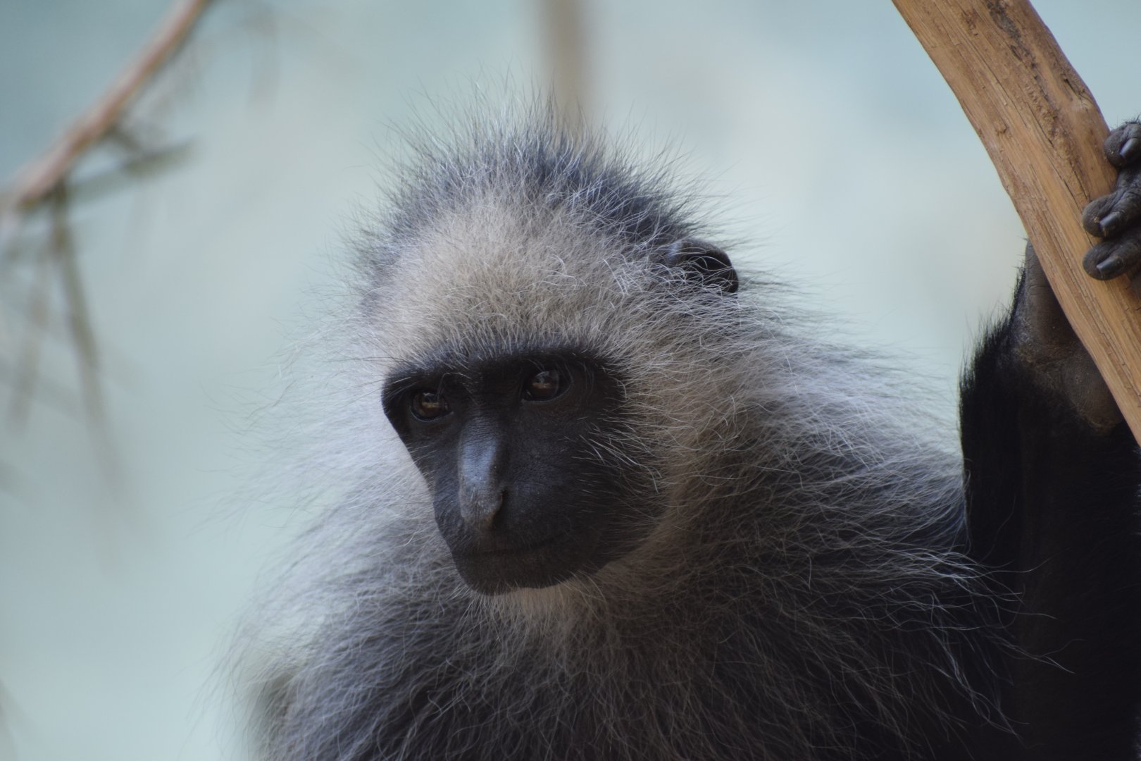 King colobus - June 2021