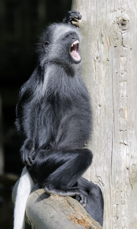 King colobus juvenile