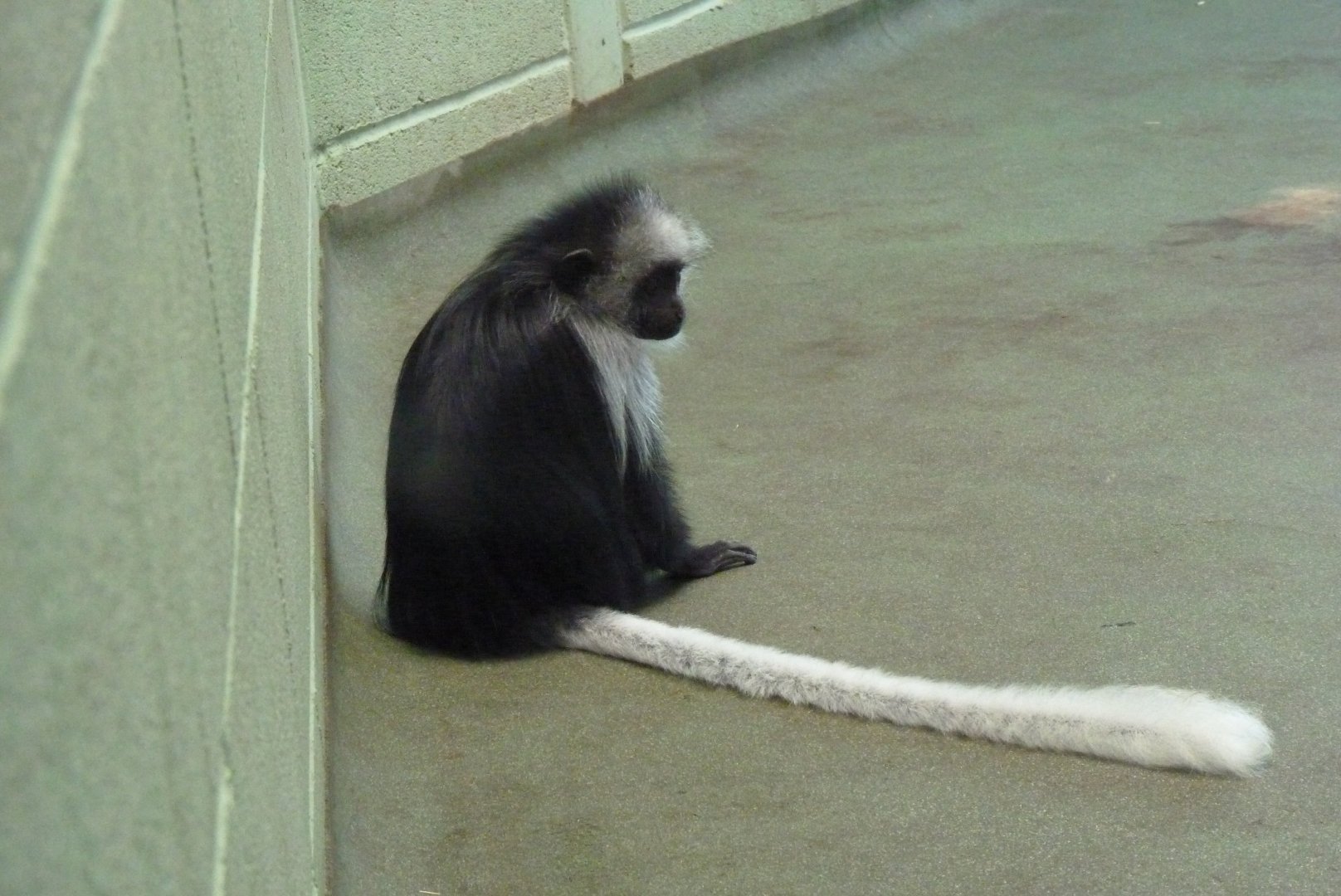 King Colobus, March 2017