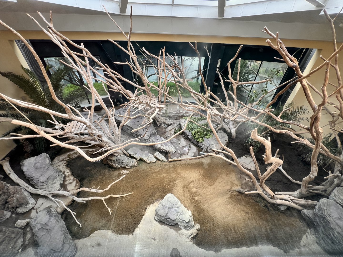 King Colobus & Meerkat Indoor Exhibit