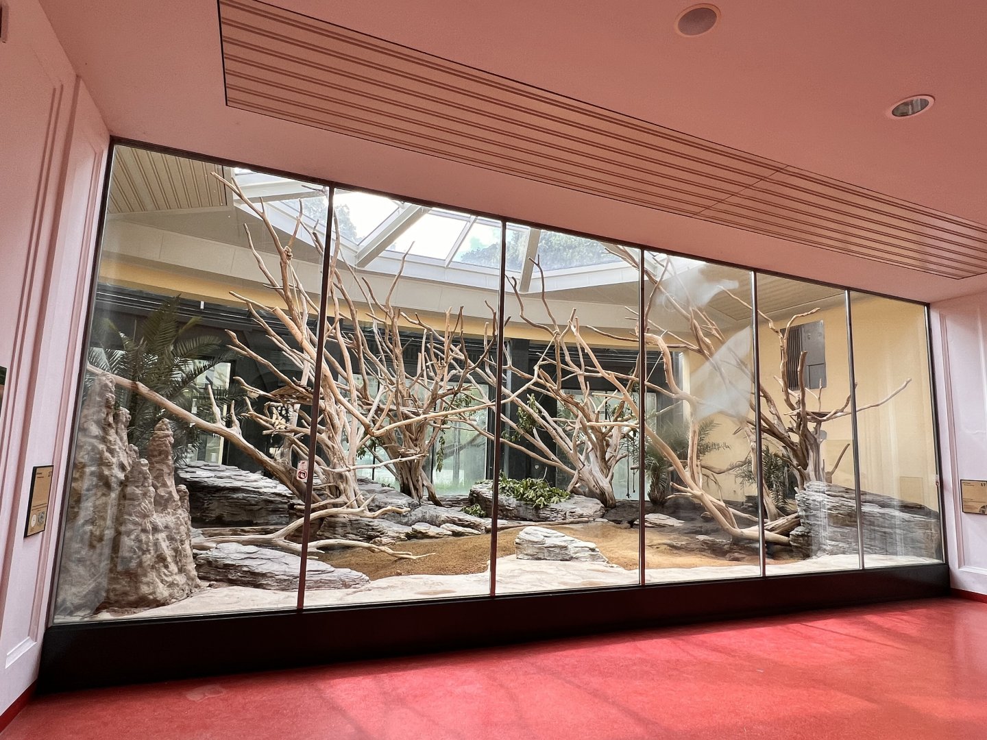 King Colobus & Meerkat Indoor Exhibit