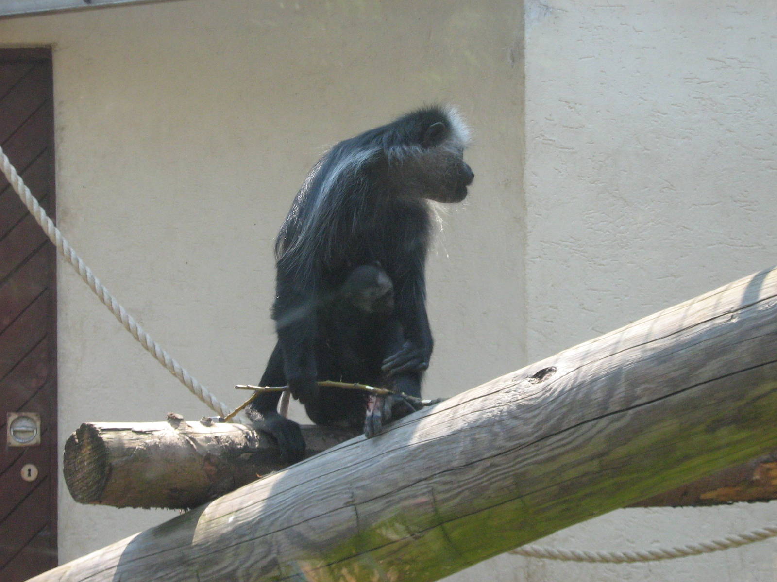 king colobus monkey and baby
