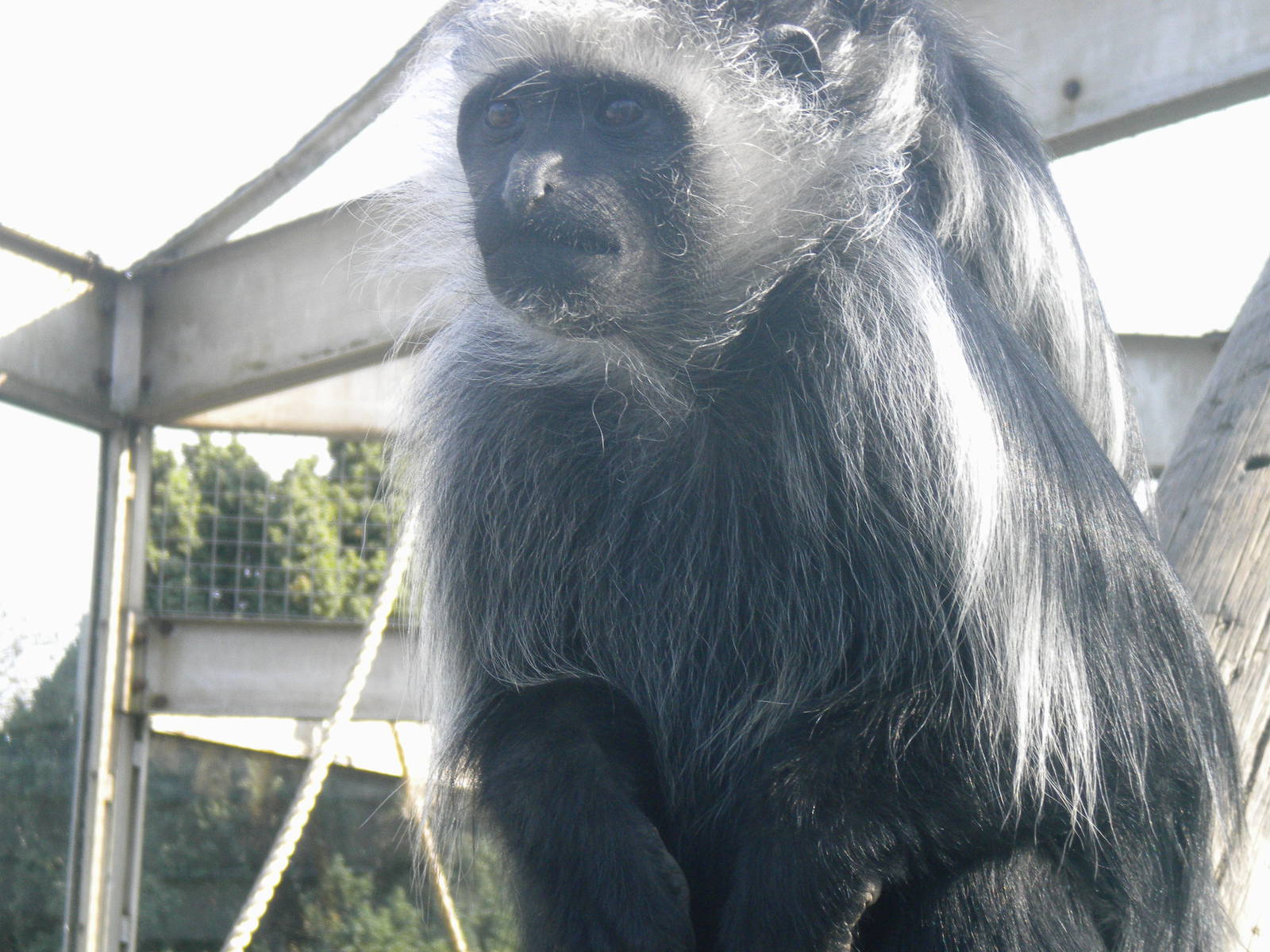 King Colobus Monkey at Blackpool Zoo 06/05/11