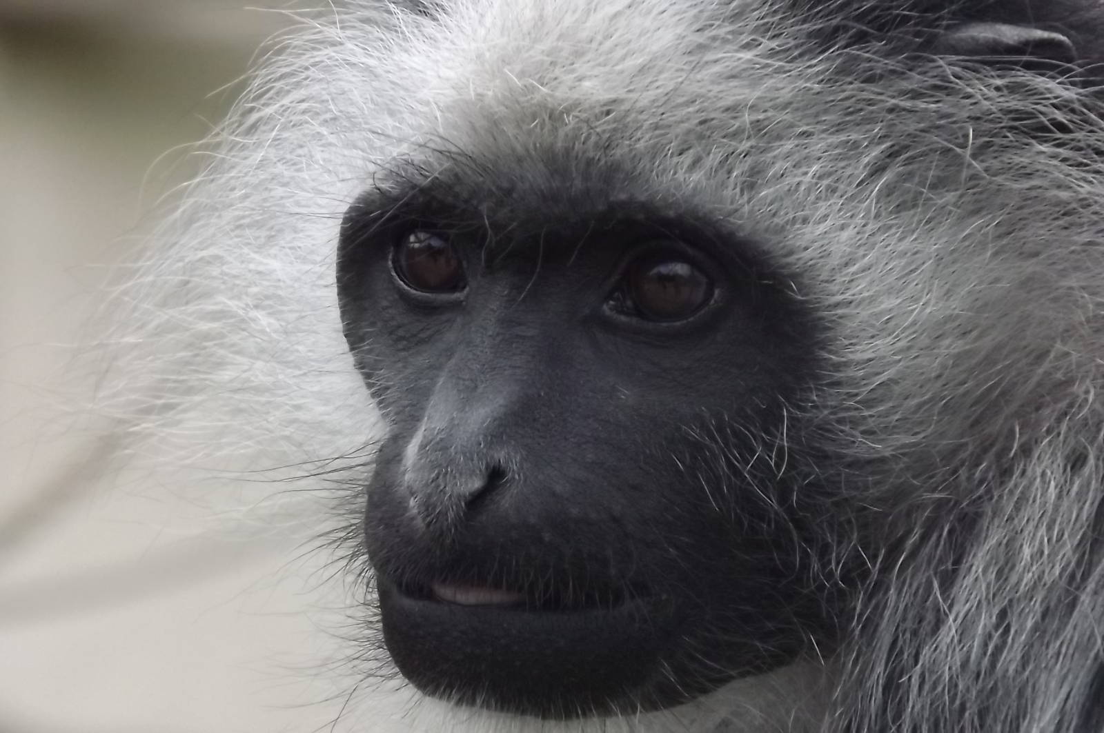 King Colobus Monkey at Blackpool Zoo 14/07/12