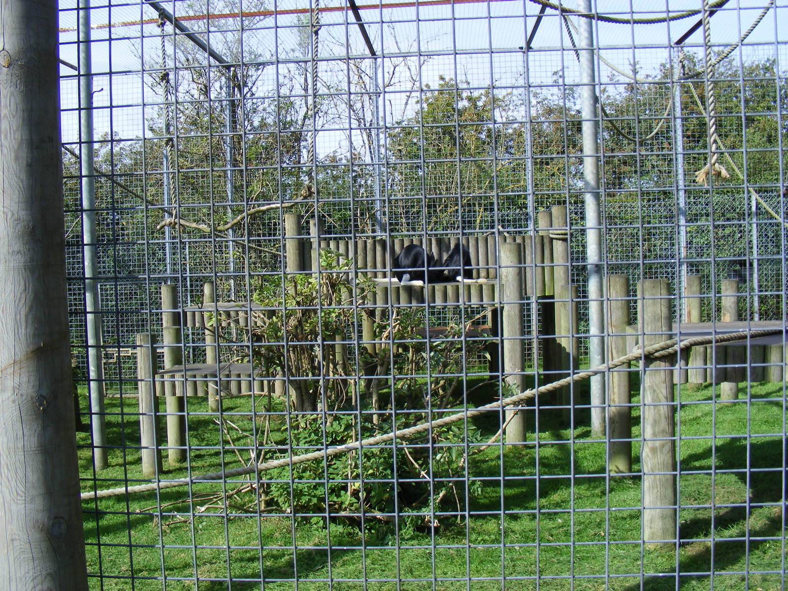 King colobus monkey enclosure at Africa Alive!, 13 September 2010