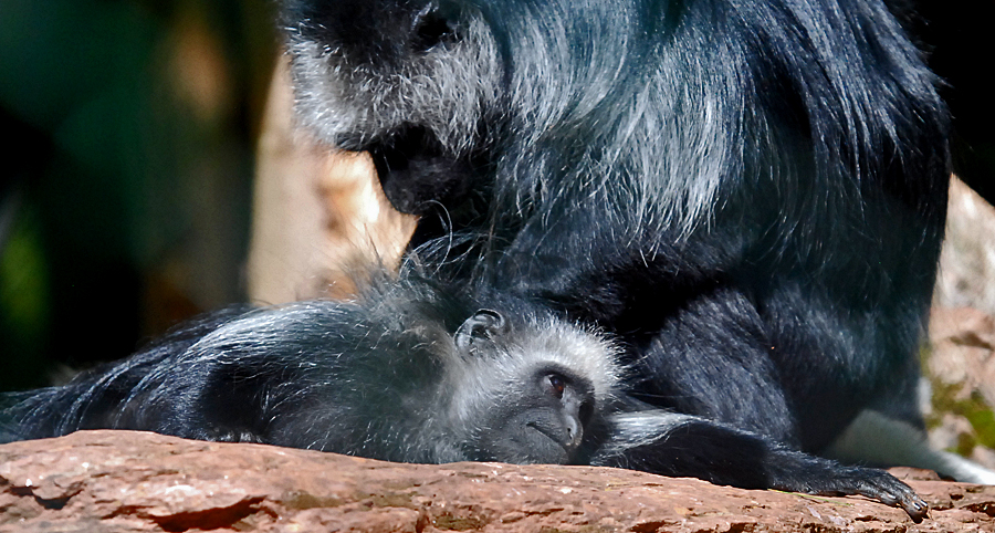 King  colobus monkey grooming